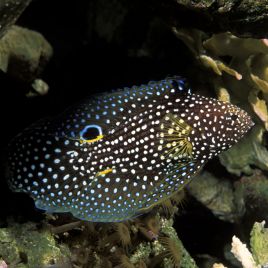 Calloplesiops altivelis 10-12 cm