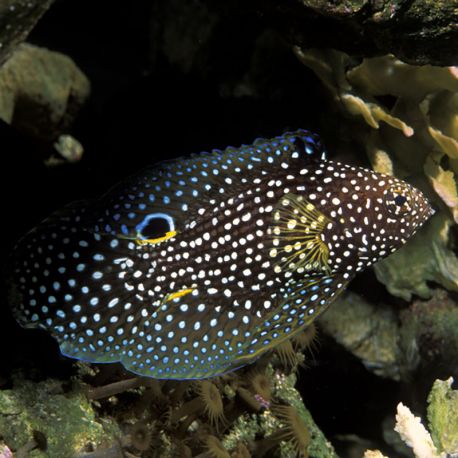 Calloplesiops altivelis 13-15 cm