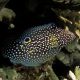 Calloplesiops altivellis 8-12 cm 142,50 €