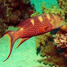 Variola louti : 8 à 12 cm  