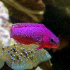 Pseudochromis Fridmani d élevage 3-4 cm  29,50 €