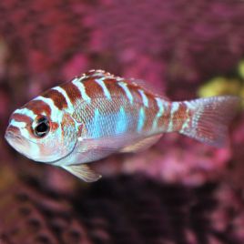 Serranus Tortugarum : 4 à 7 cm  37,50 €