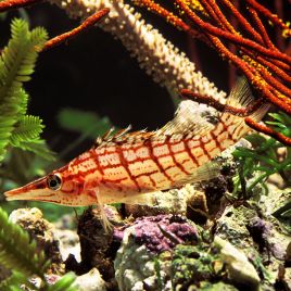 Oxycirrhites typus : 4-6 cm  