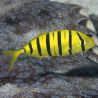Gnathanodon speciosus: 13 cm
