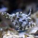 Acreichthys tomentosus : 3-4 cm (élevage) 27,50 €