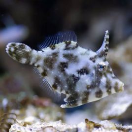 Acreichthys tomentosus : 3-5 cm