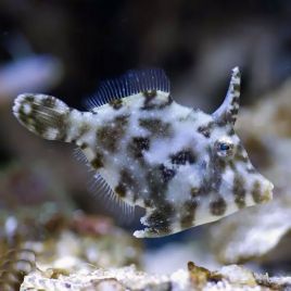 Acreichthys tomentosus : 4-6 cm