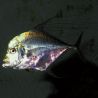 Alectis indicus - Alectis indica : 12 cm