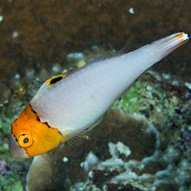 Cetoscarus bicolor : 3 à 5 cm  