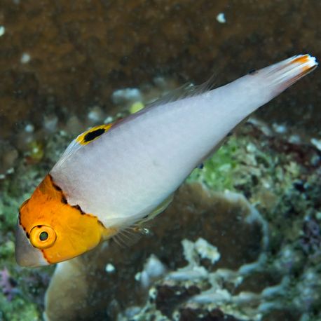Cetoscarus bicolor : 6 à 8 cm  