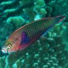 Scarus Niger 11-15 cm