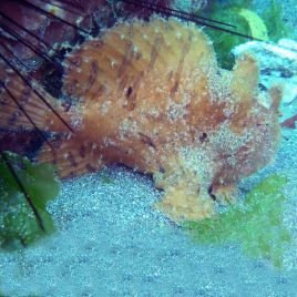 Antennarius hispidus : 10 à 12 cm  