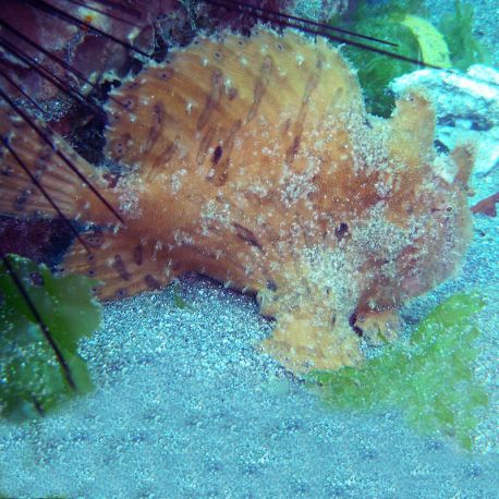 Antennarius hispidus : 10 à 12 cm  