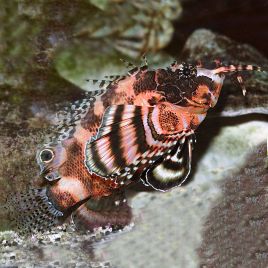 Dendrochirus biocellatus : 4 à 7 cm  