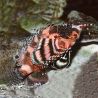 Dendrochirus biocellatus : 4 à 7 cm  