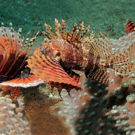 Dendrochirus brachypterus : 7 à 10 cm  