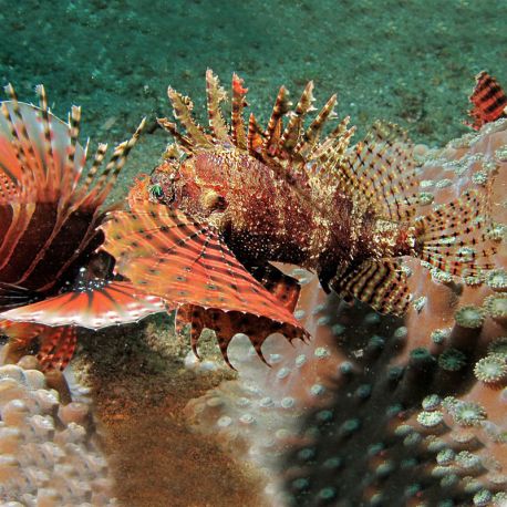 Dendrochirus brachypterus : 7 à 10 cm  