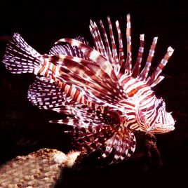 Pterois antennata : 6 à 9 cm  