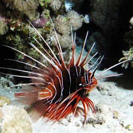 Pterois radiata :10 à 12 cm  