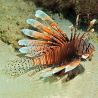 Pterois volitans : 12 à 15 cm  