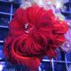 Himerometra robustipinna - Crinoïde rouge 8-10cm 49,50 €