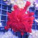 Himerometra robustipinna - Crinoïde rouge 8-10cm