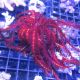 Himerometra robustipinna - Crinoïde rouge 8-10cm 53,50 €