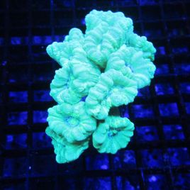 Caulastrea curvata vert fluo (7-10 polypes)