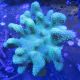 Lobophytum pauciflorum-main du diable à polyps verts 6-8CM 43,50 €