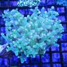 Bouture Euphyllia Paradivisa vert à pointes mauves (1 polype)