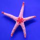 Fromia monilis - étoiles à pattes rouges 6-8cm