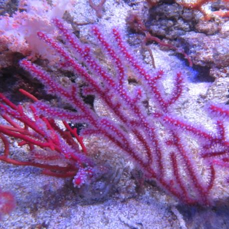 Gorgone Menella (Rouge à polypes blancs)