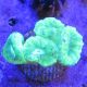 Bouture Caulastreas vert fluo 3-4 polypes 19,50 €