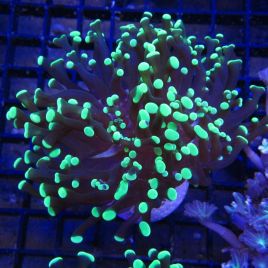 Bouture Euphyllia Parancora bicolor (2 polypes)