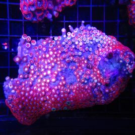 Zoanthus rouge et orange 12-15 cm