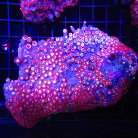 Zoanthus rouge et orange 12-15 cm