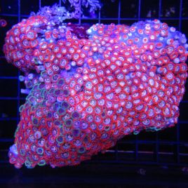 Zoanthus rouge et bleu 8-13 cm