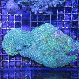 Zoanthus vert et orange 10-15 cm