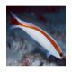 Hoplolatilus marcosi 8-10 cm 74,50 €