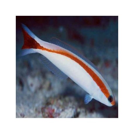 Hoplolatilus marcosi 8-10 cm 74,50 €