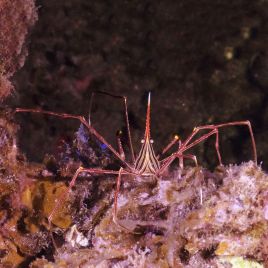 Stenorhynchus Seticornis - Crabe araignée 5-7cm 27,50 €