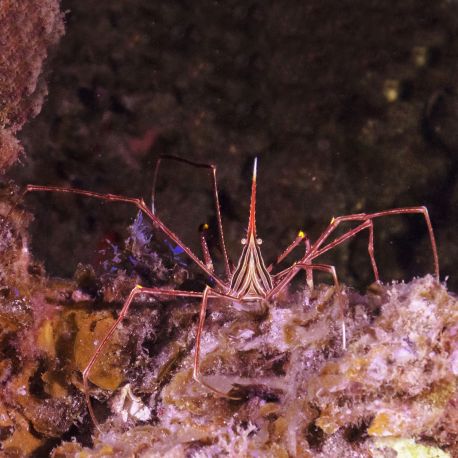 Stenorhynchus Seticornis - Crabe araignée 5-7cm 21,50 €