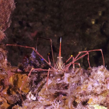 Stenorhynchus Seticornis - Crabe araignée 5-7cm 27,50 €