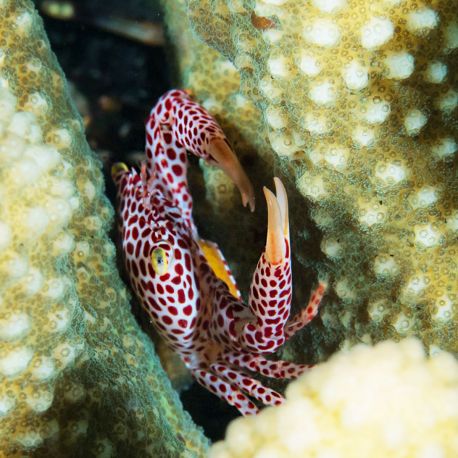 Trapezia rufopunctata (à points mauves)