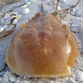 Limulus Polyphemus - Limule 