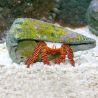 Trizopagurus strigatus - Ciliopagurus strigatus (lot de 5+1 offert))