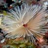 Bispira guinensis - Spirographe blanc par 2