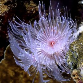 Bispira guinensis - Spirographe mauve et blanc