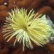 Sabellastarte sp - Spirographe jaune par 2