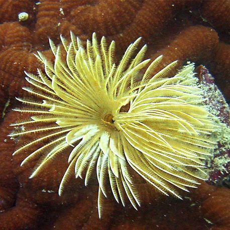 Sabellastarte sp - Spirographe jaune par 2